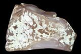 3.9" Pink Agate Petrified Wood Limb Cast - Nevada - #152127-1